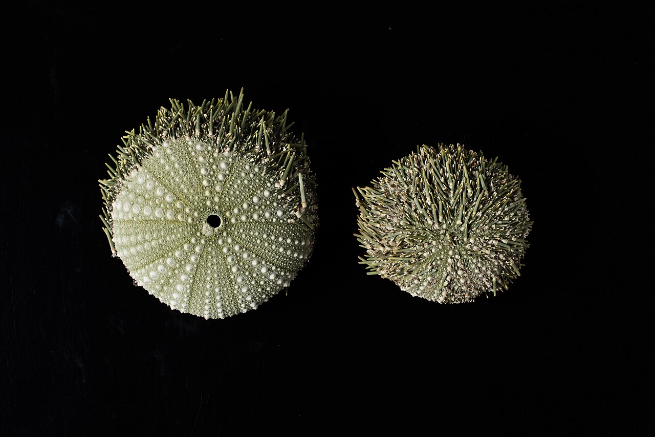 Evechinus chloroticus