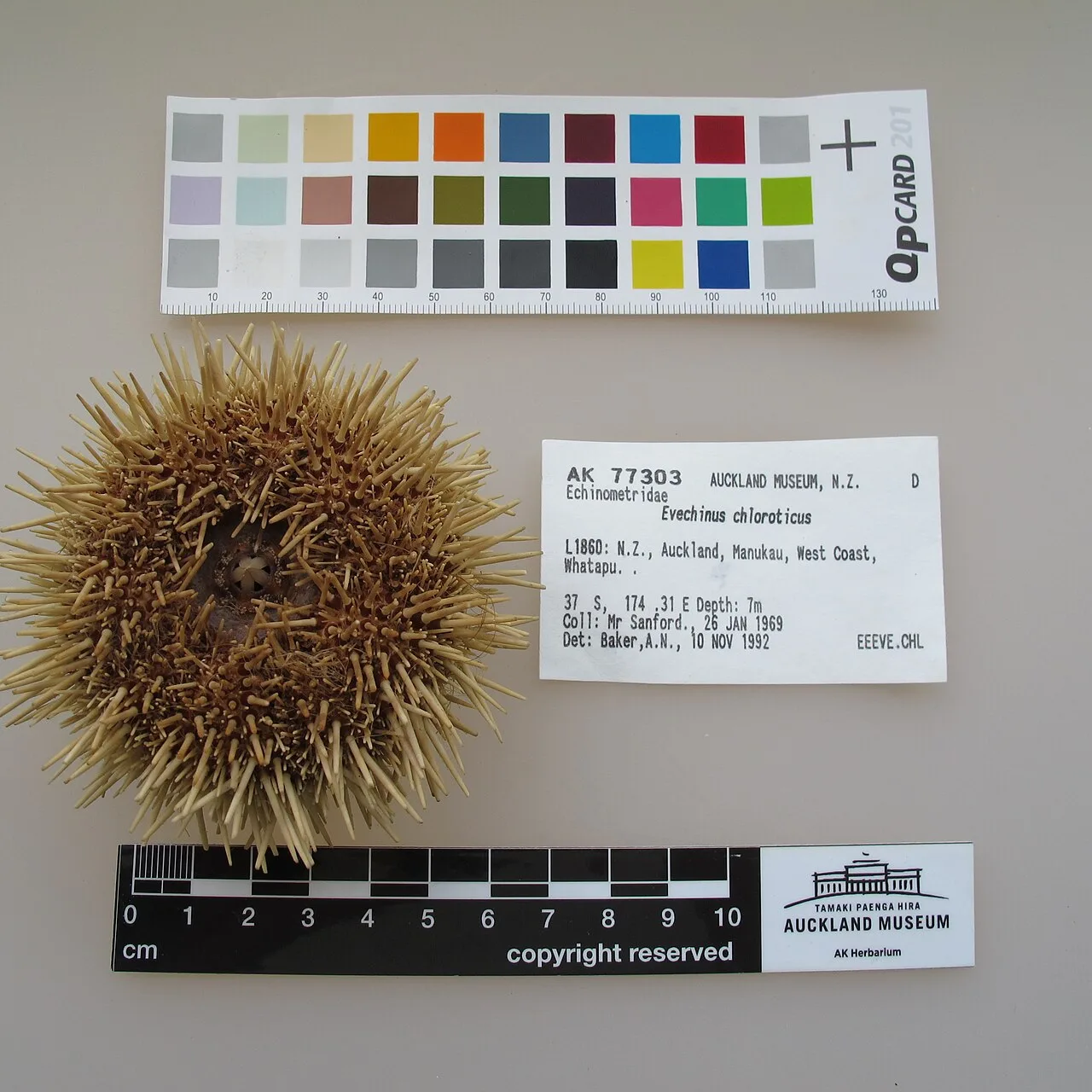 Evechinus chloroticus