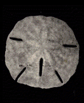Mellita quinquiesperforata