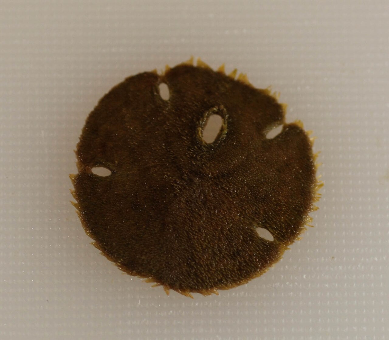 Mellita quinquiesperforata