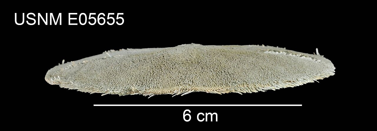 Mellita quinquiesperforata