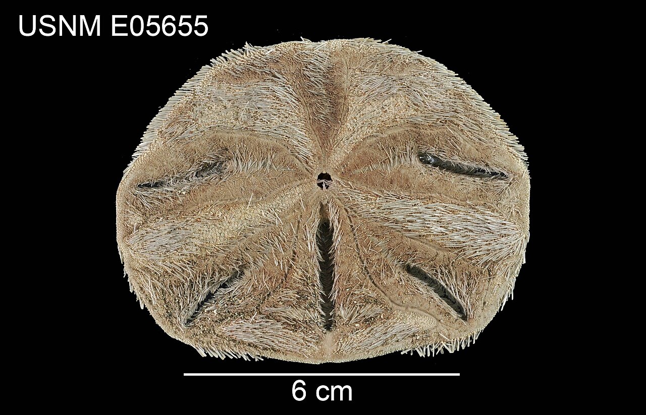 Mellita quinquiesperforata