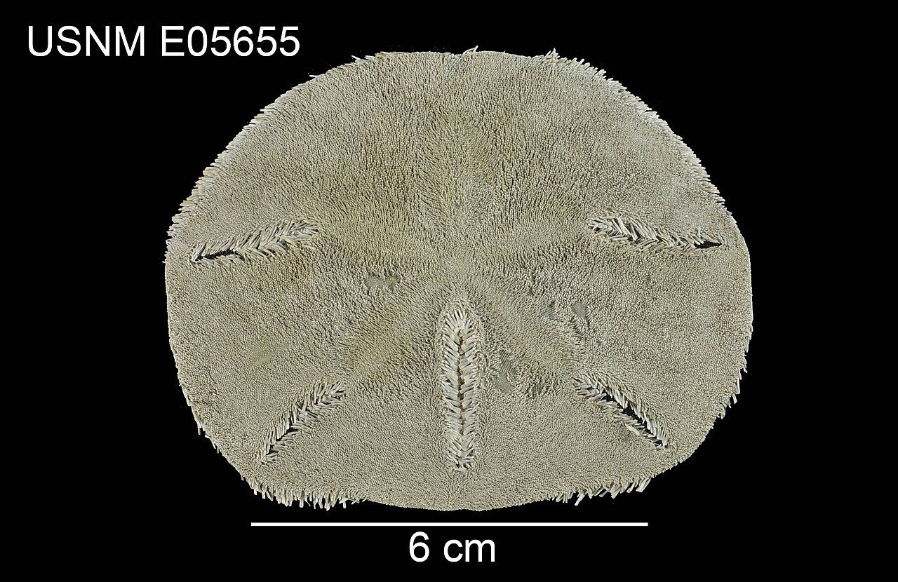 Mellita quinquiesperforata