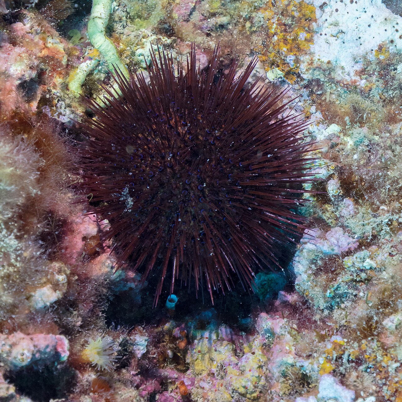 Paracentrotus lividus