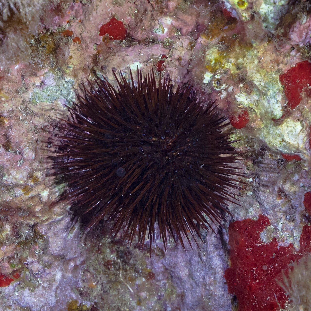 Paracentrotus lividus