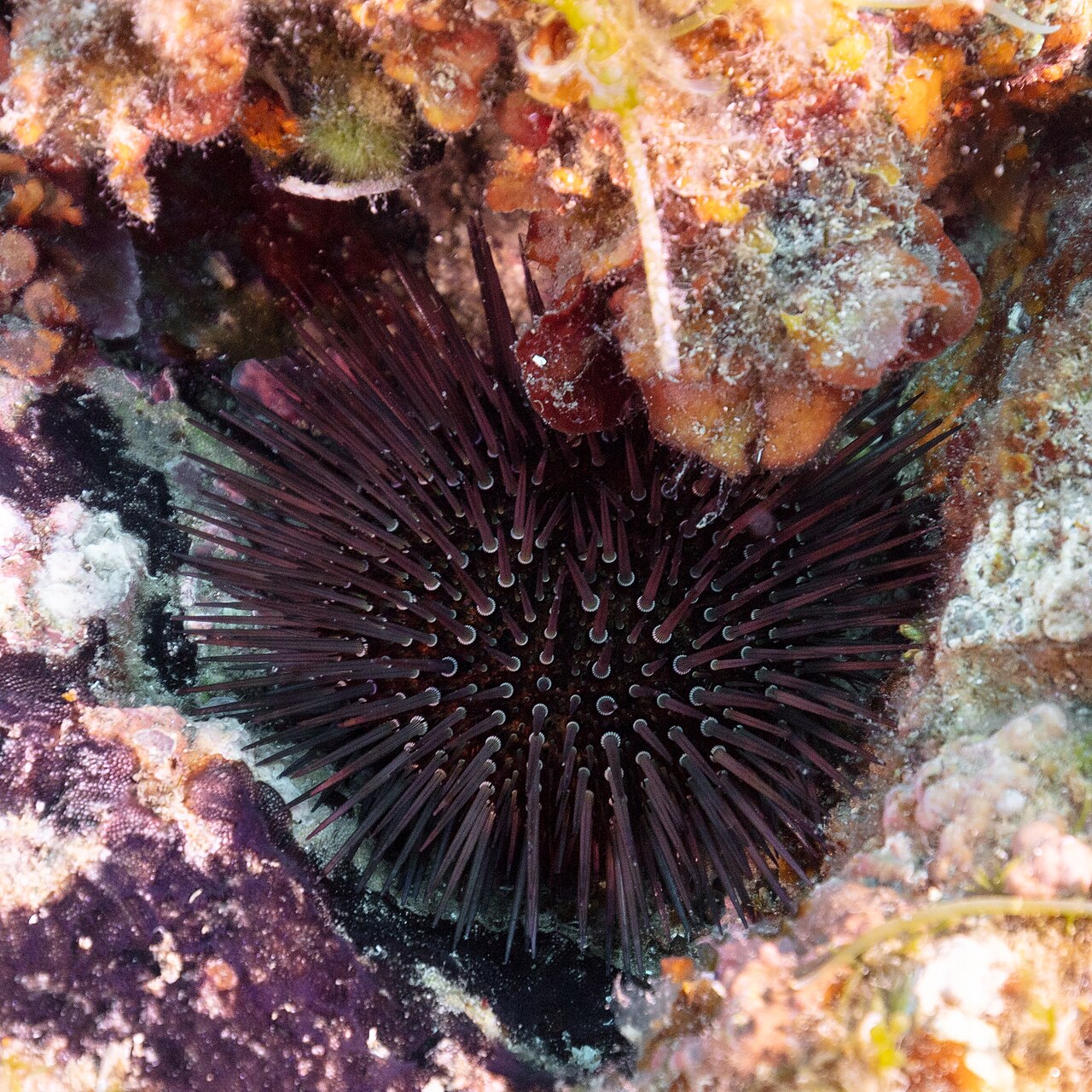 Paracentrotus lividus