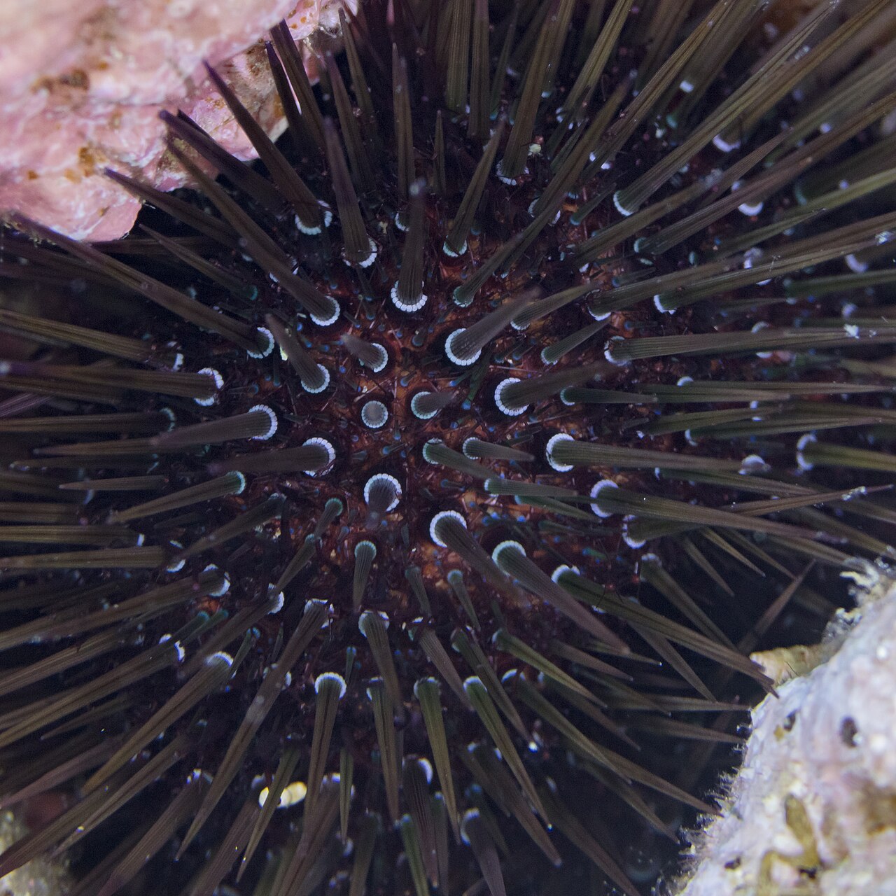 Paracentrotus lividus