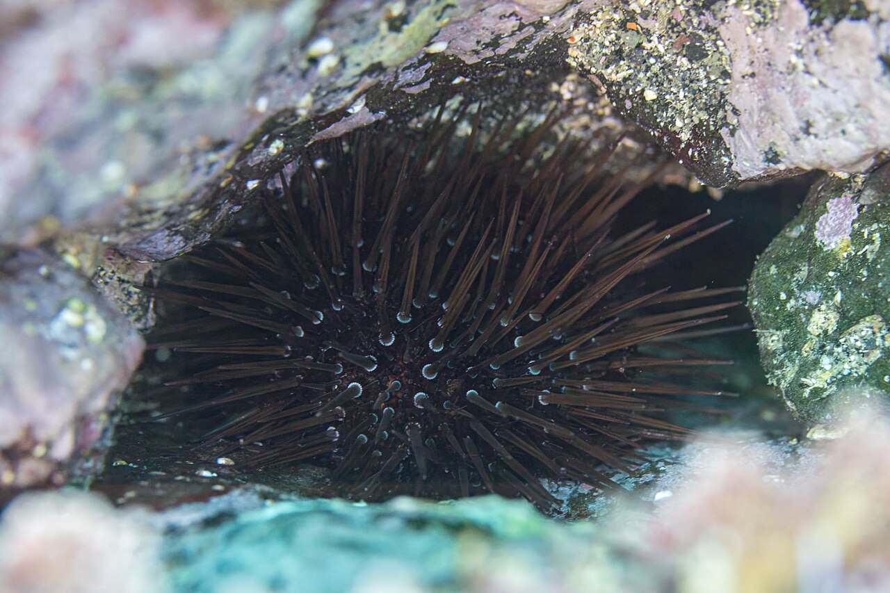 Paracentrotus lividus