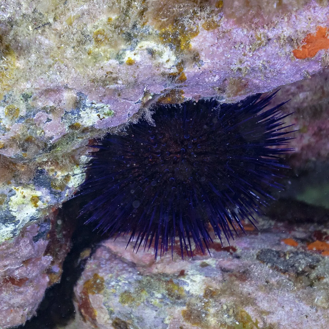 Paracentrotus lividus