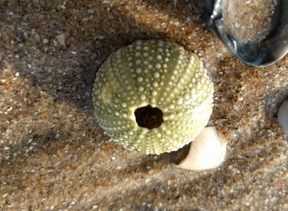 Psammechinus miliaris
