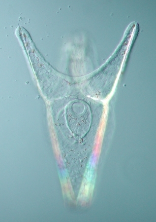 Psammechinus miliaris