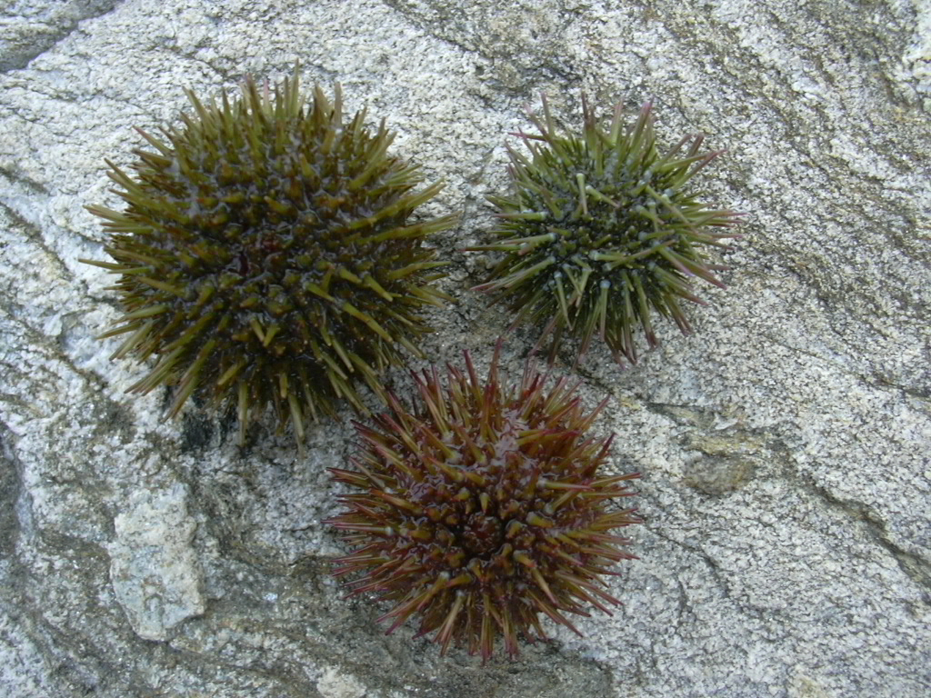 Psammechinus miliaris