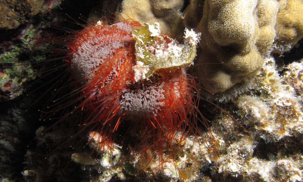 Red sea urchin