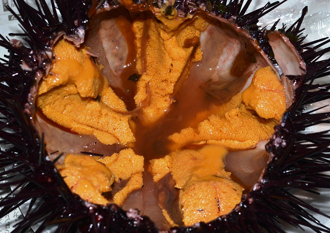 Red sea urchin