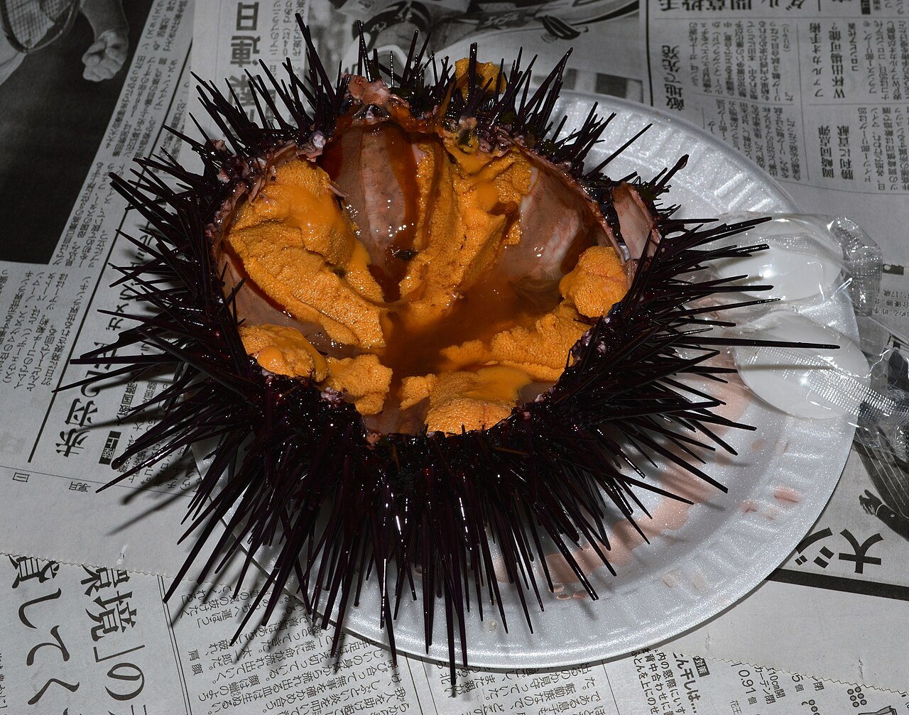 Red sea urchin