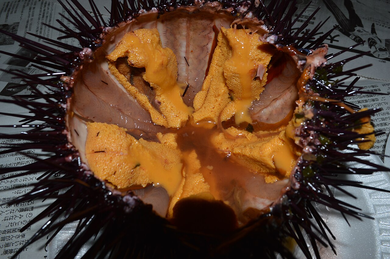 Red sea urchin