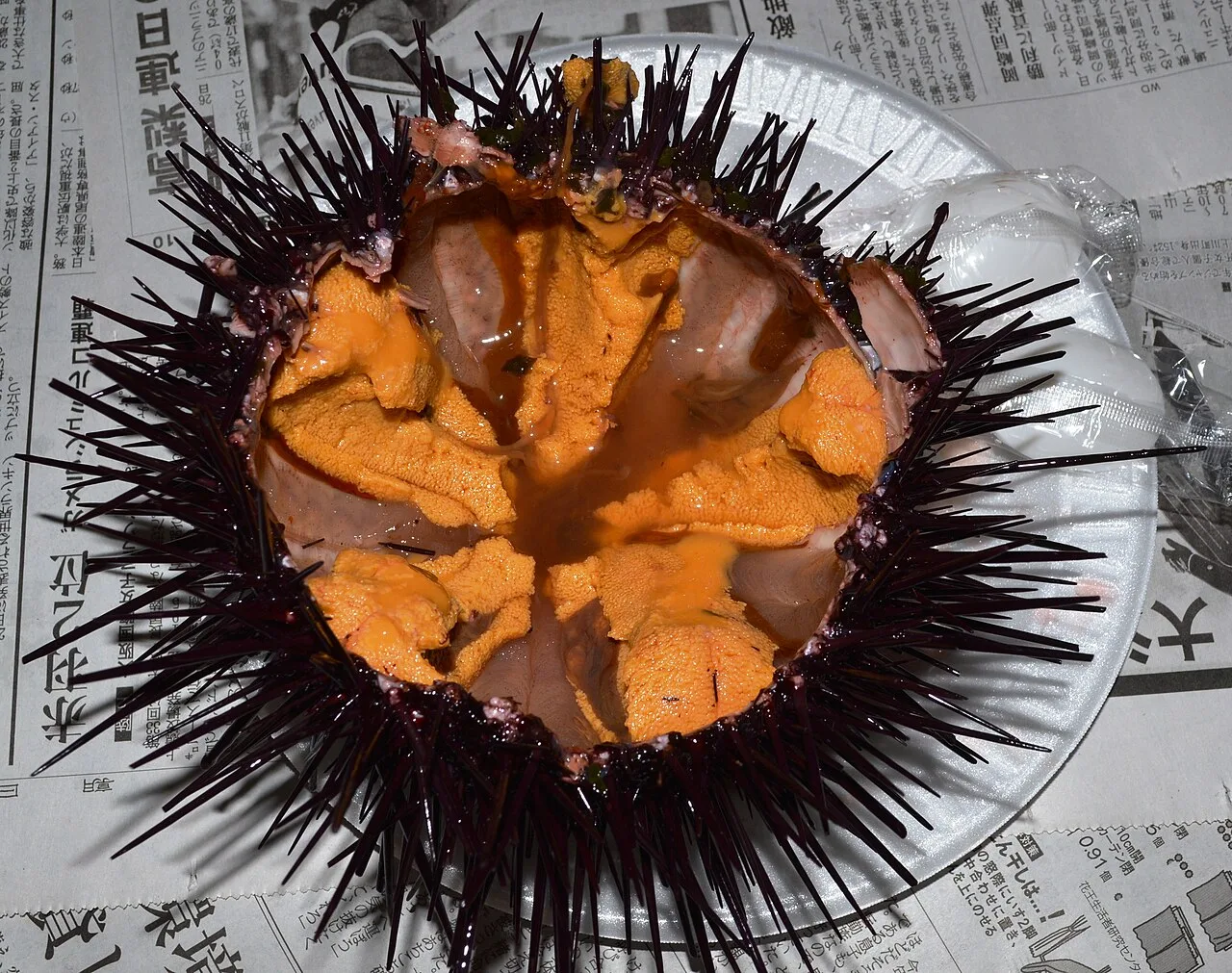 Red sea urchin