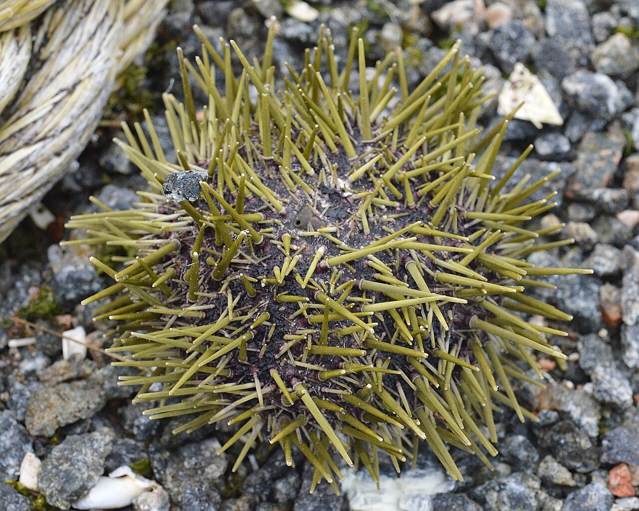 Strongylocentrotus droebachiensis
