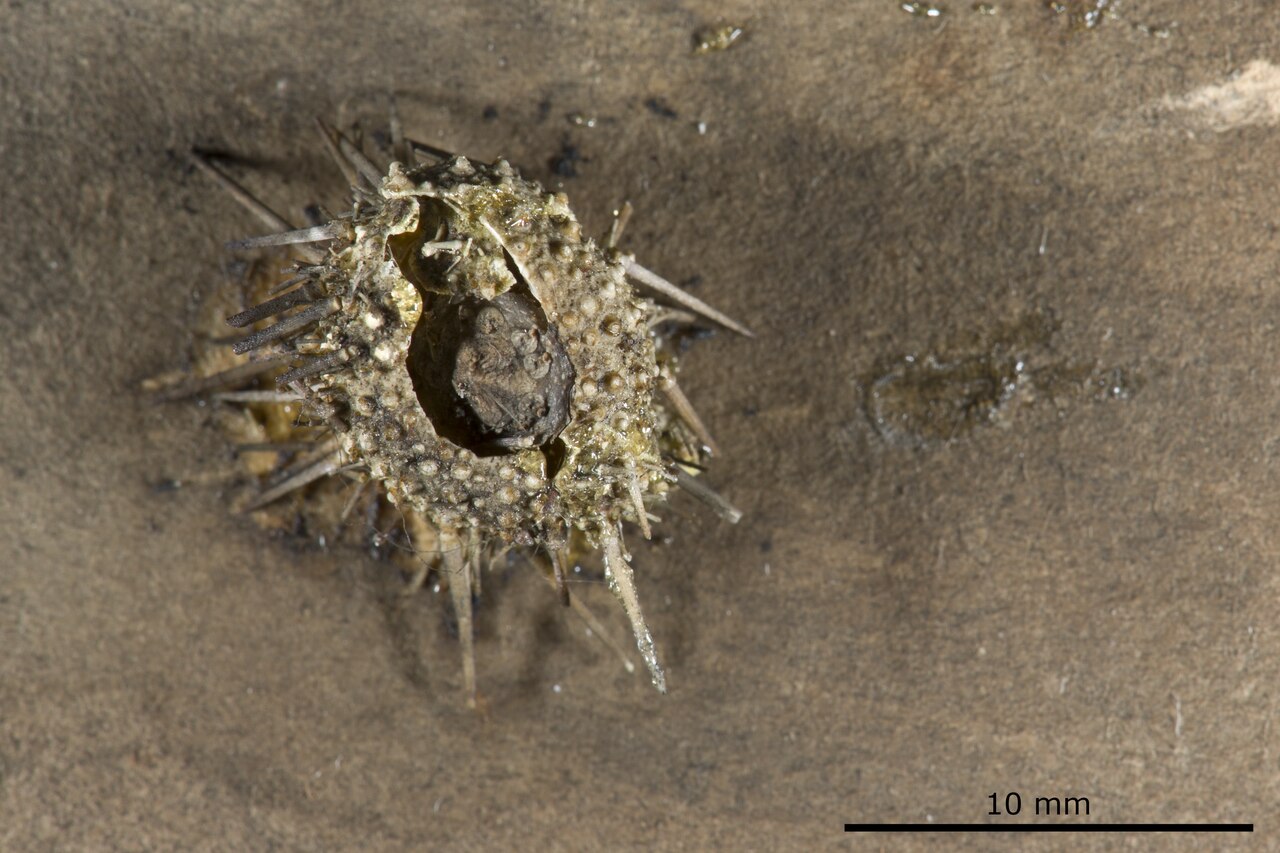 Strongylocentrotus droebachiensis
