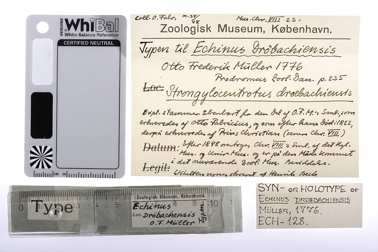 Strongylocentrotus droebachiensis