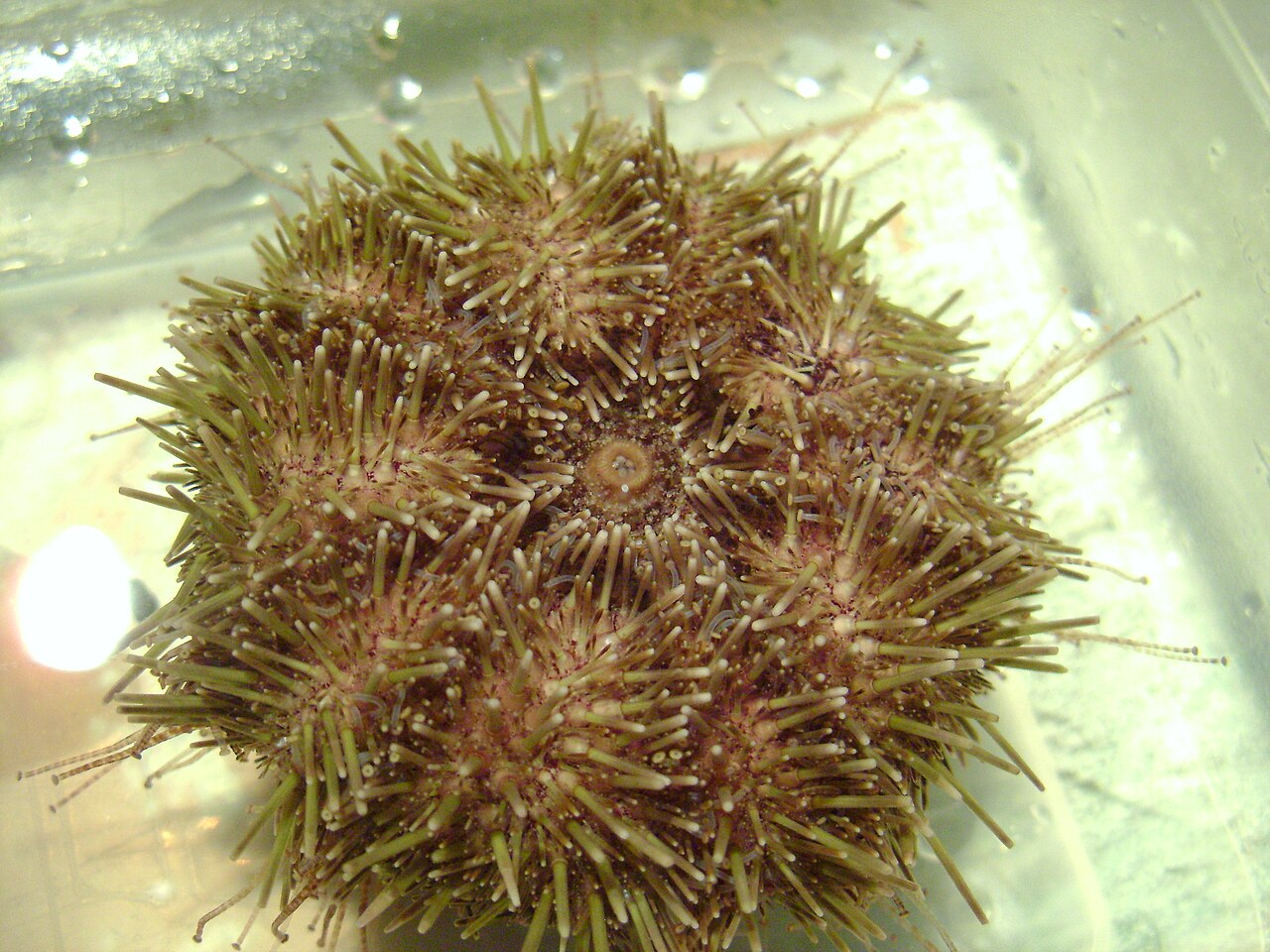 Strongylocentrotus droebachiensis