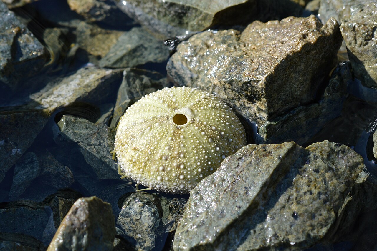 Strongylocentrotus droebachiensis