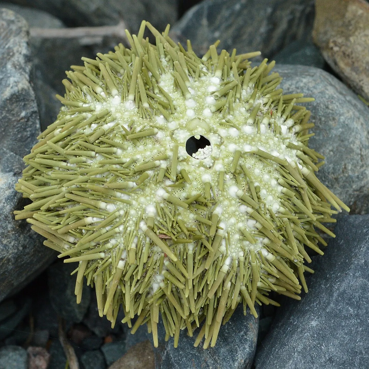 Strongylocentrotus droebachiensis