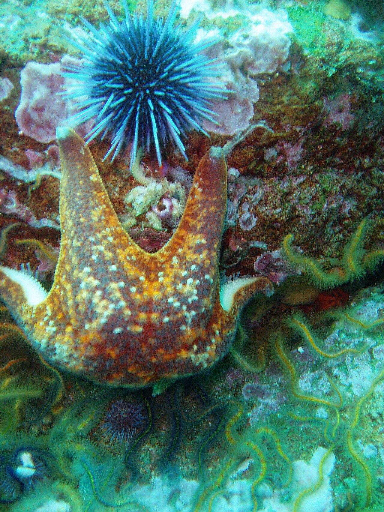 Strongylocentrotus purpuratus