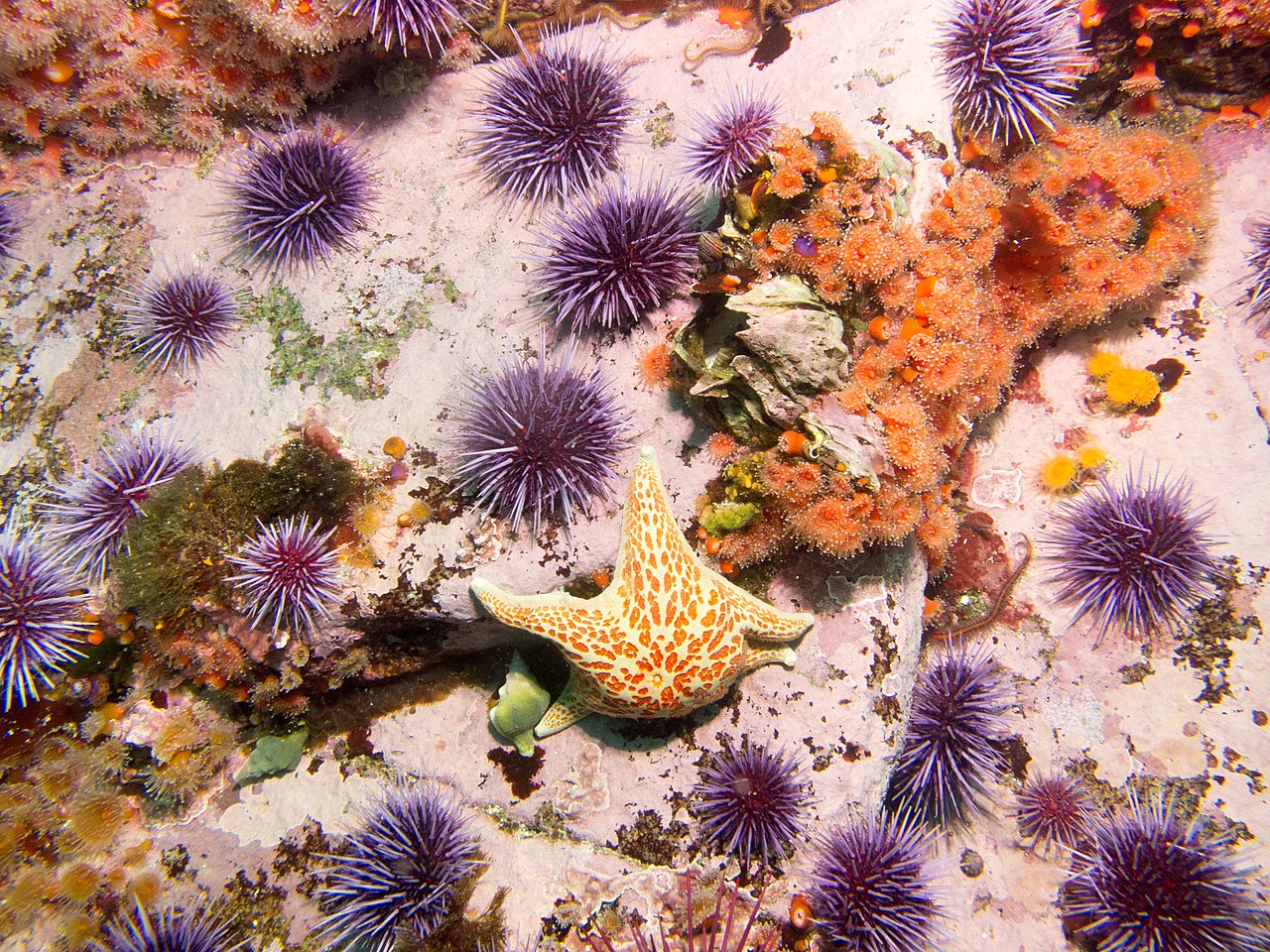 Strongylocentrotus purpuratus