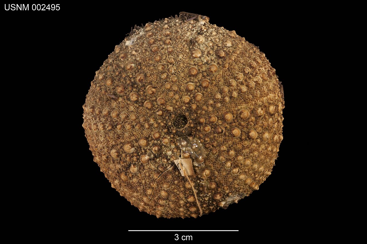 Strongylocentrotus purpuratus