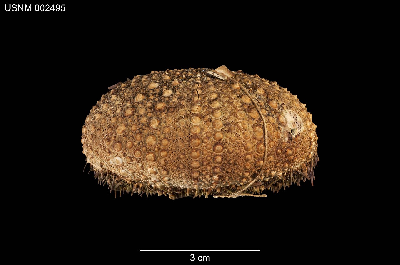 Strongylocentrotus purpuratus