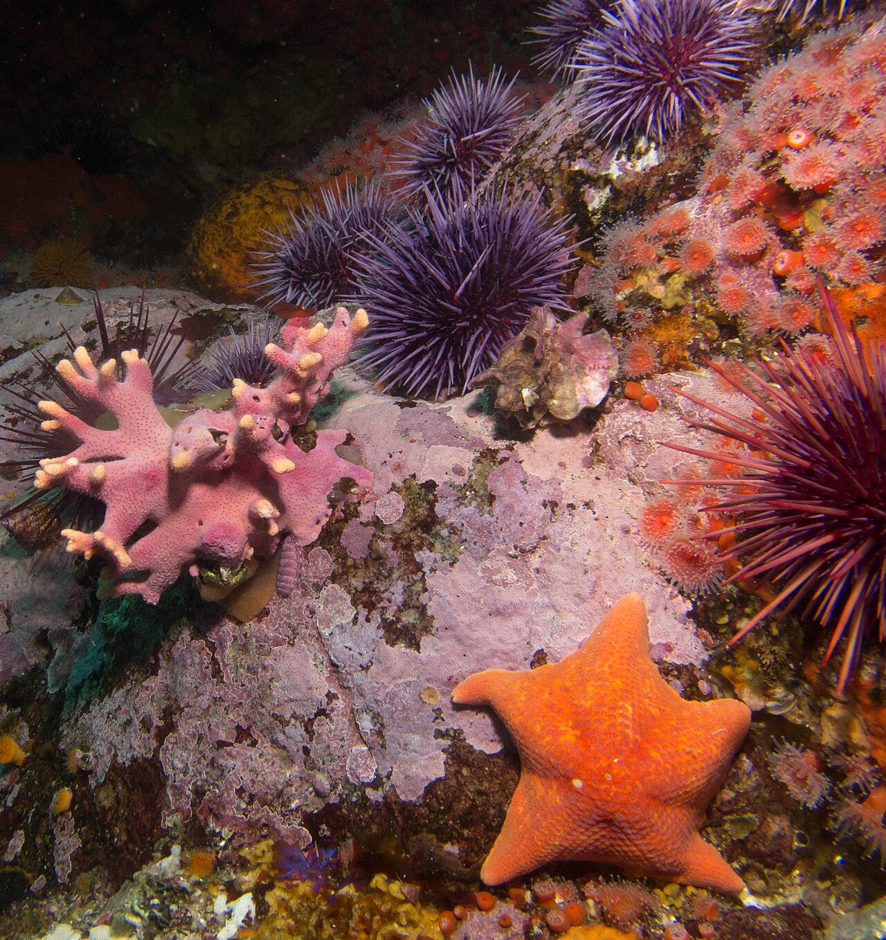Strongylocentrotus purpuratus