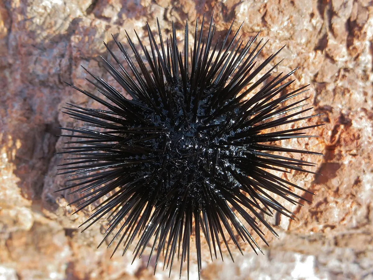Arbacia lixula