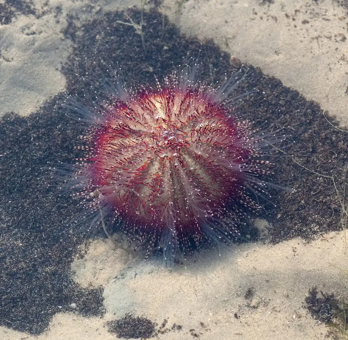 Salmacis (echinoderm)
