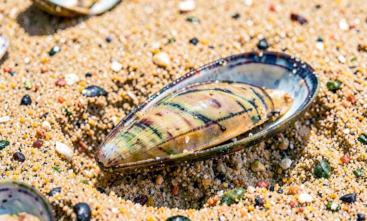 Clam