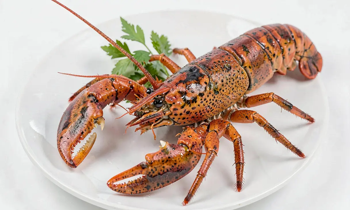 Lobster