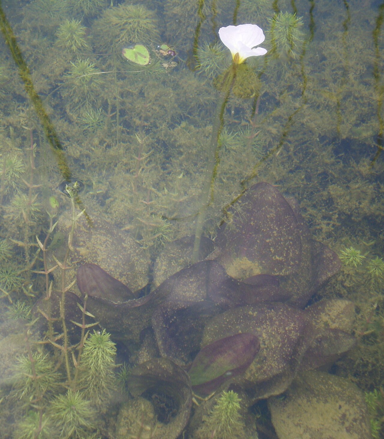 Hydrocharitaceae