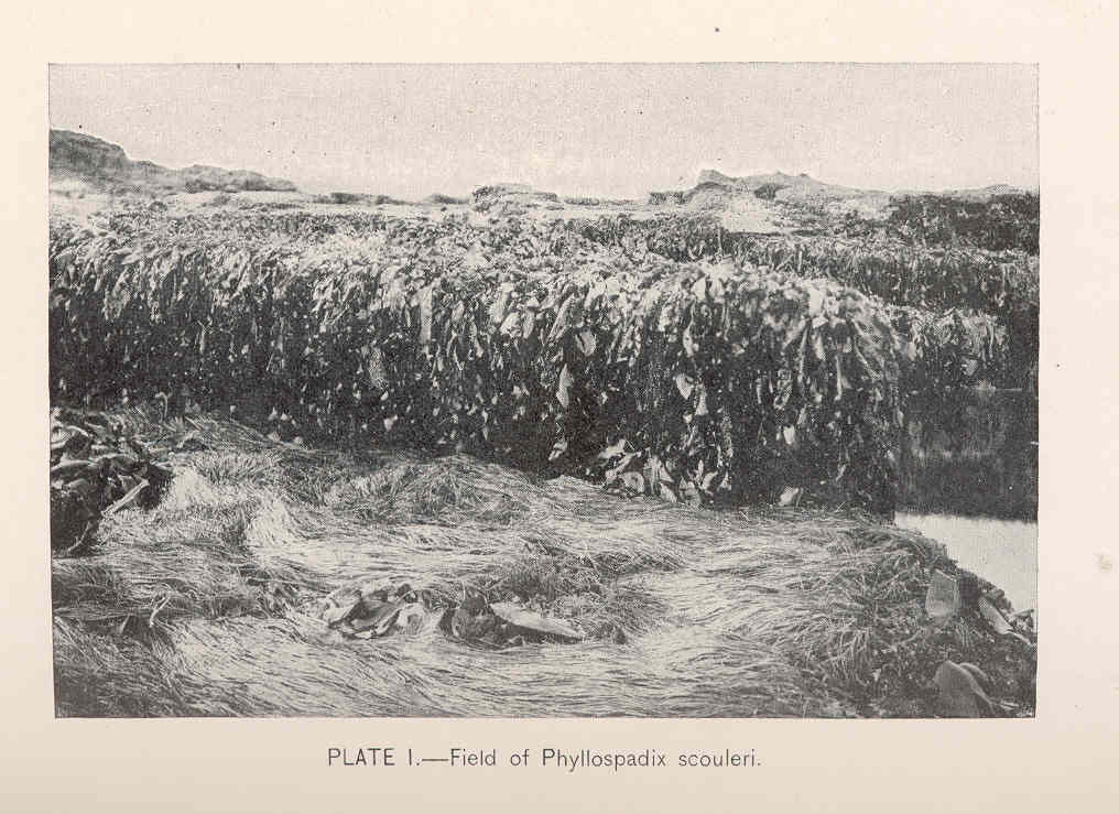 Phyllospadix scouleri