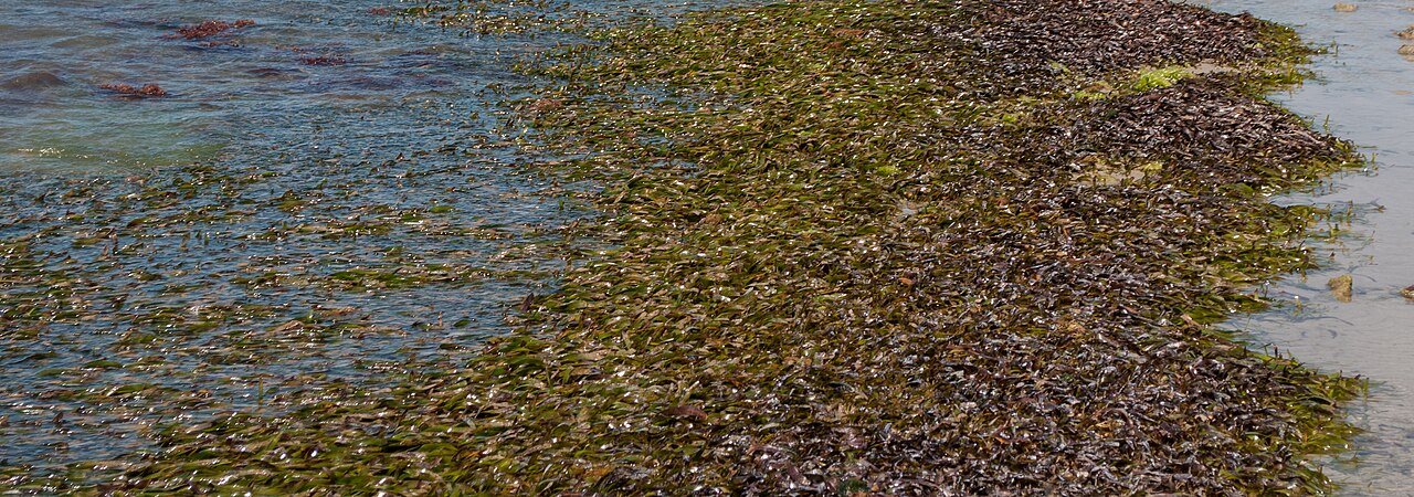 Thalassia testudinum