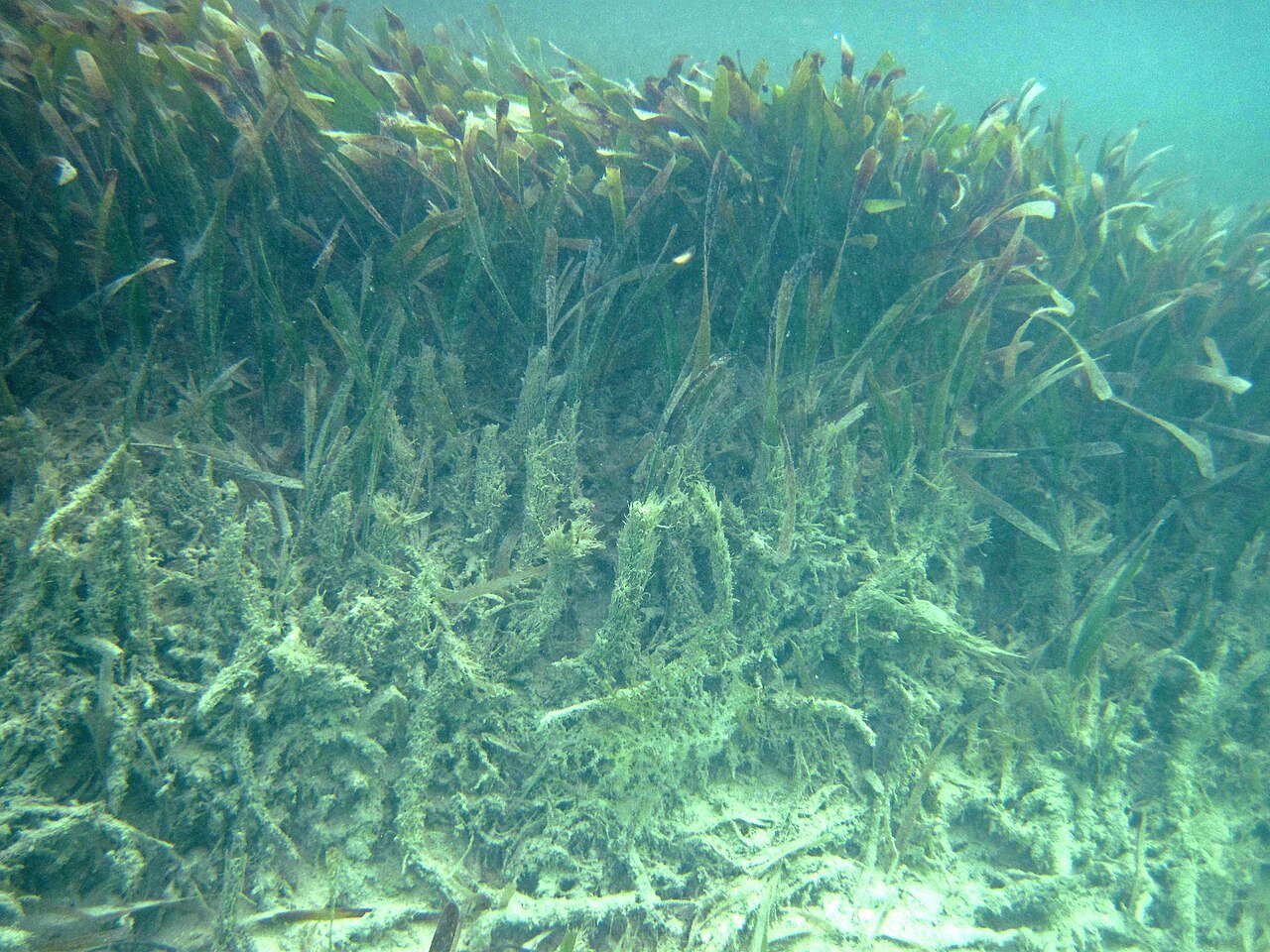 Thalassia testudinum
