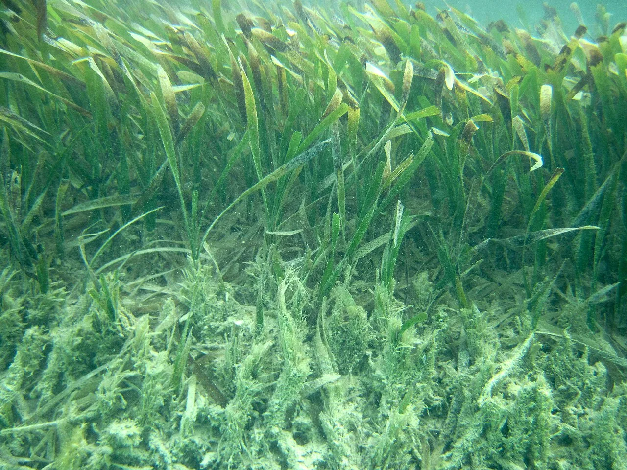 Thalassia testudinum