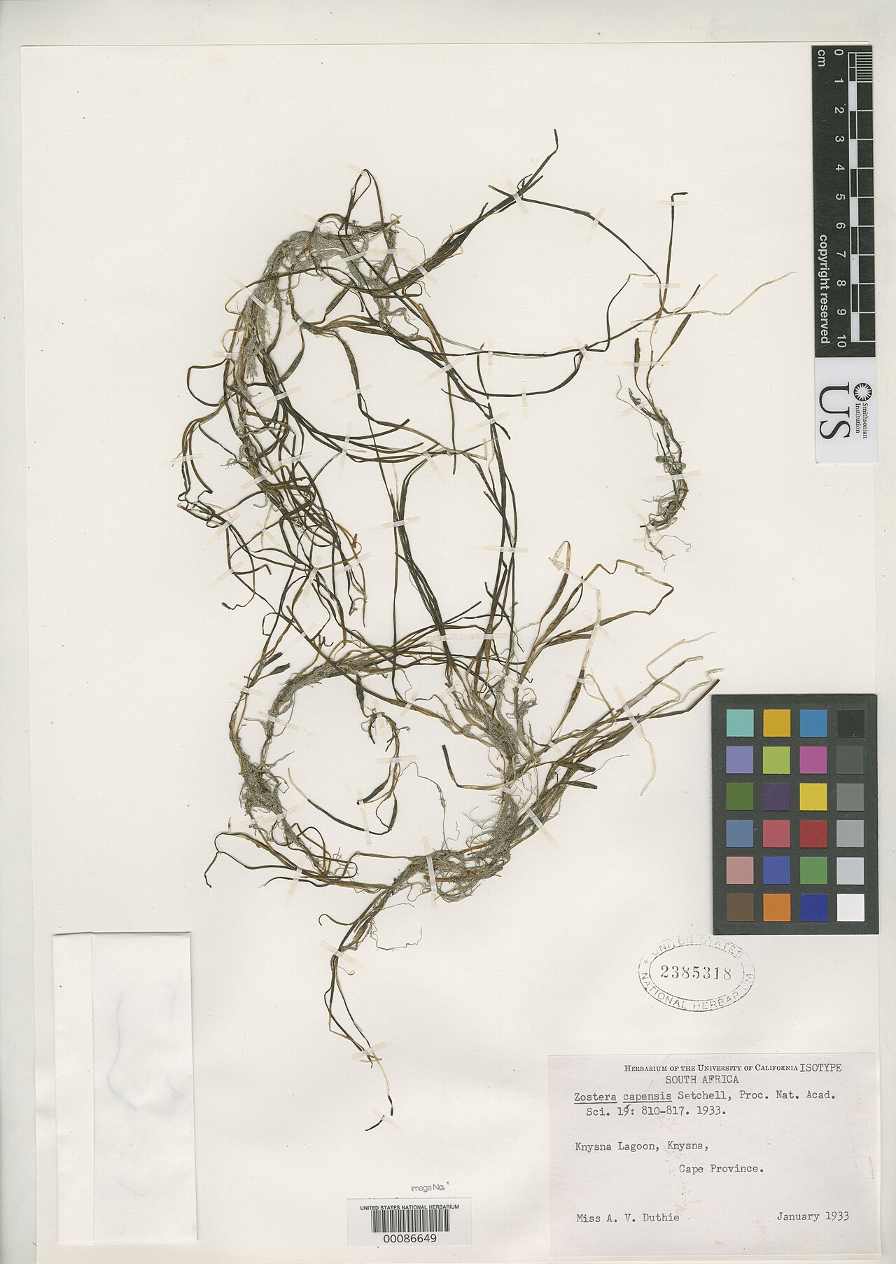 Zostera capensis