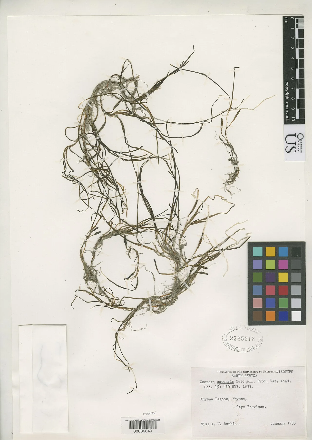 Zostera capensis
