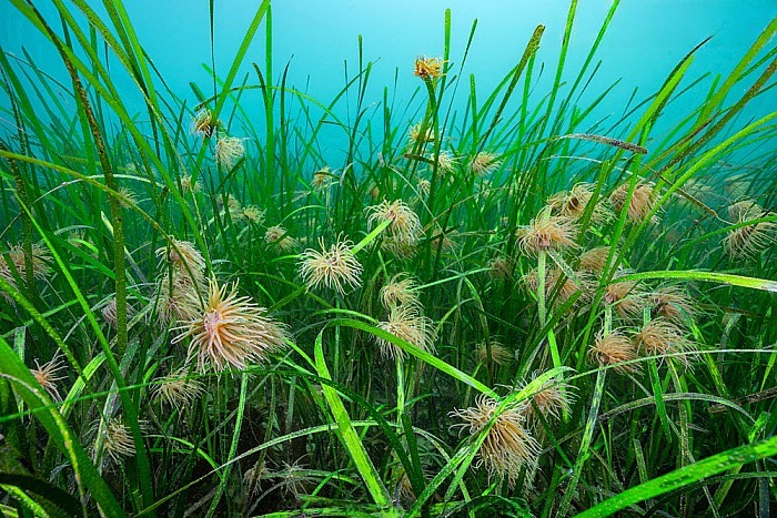 Zostera