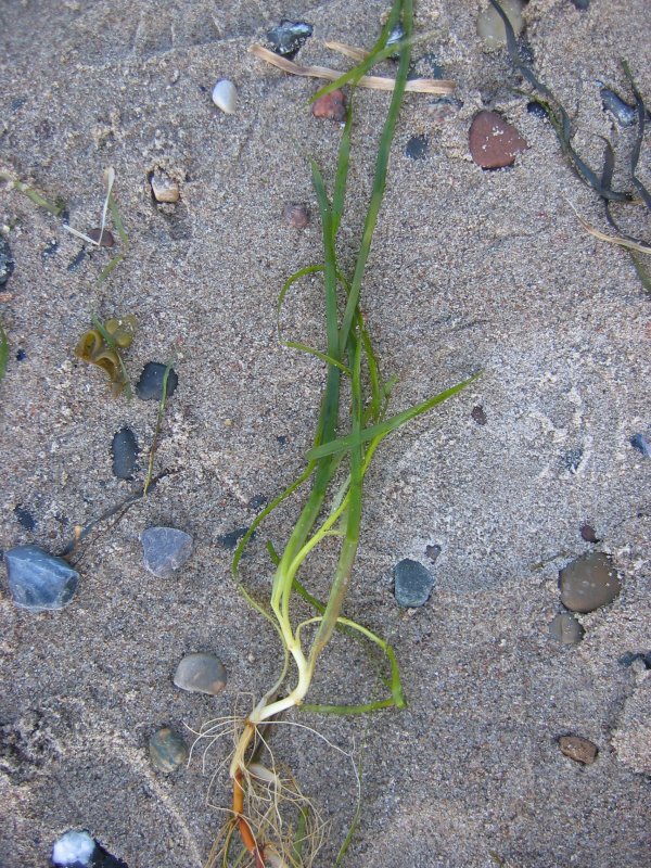 Zostera