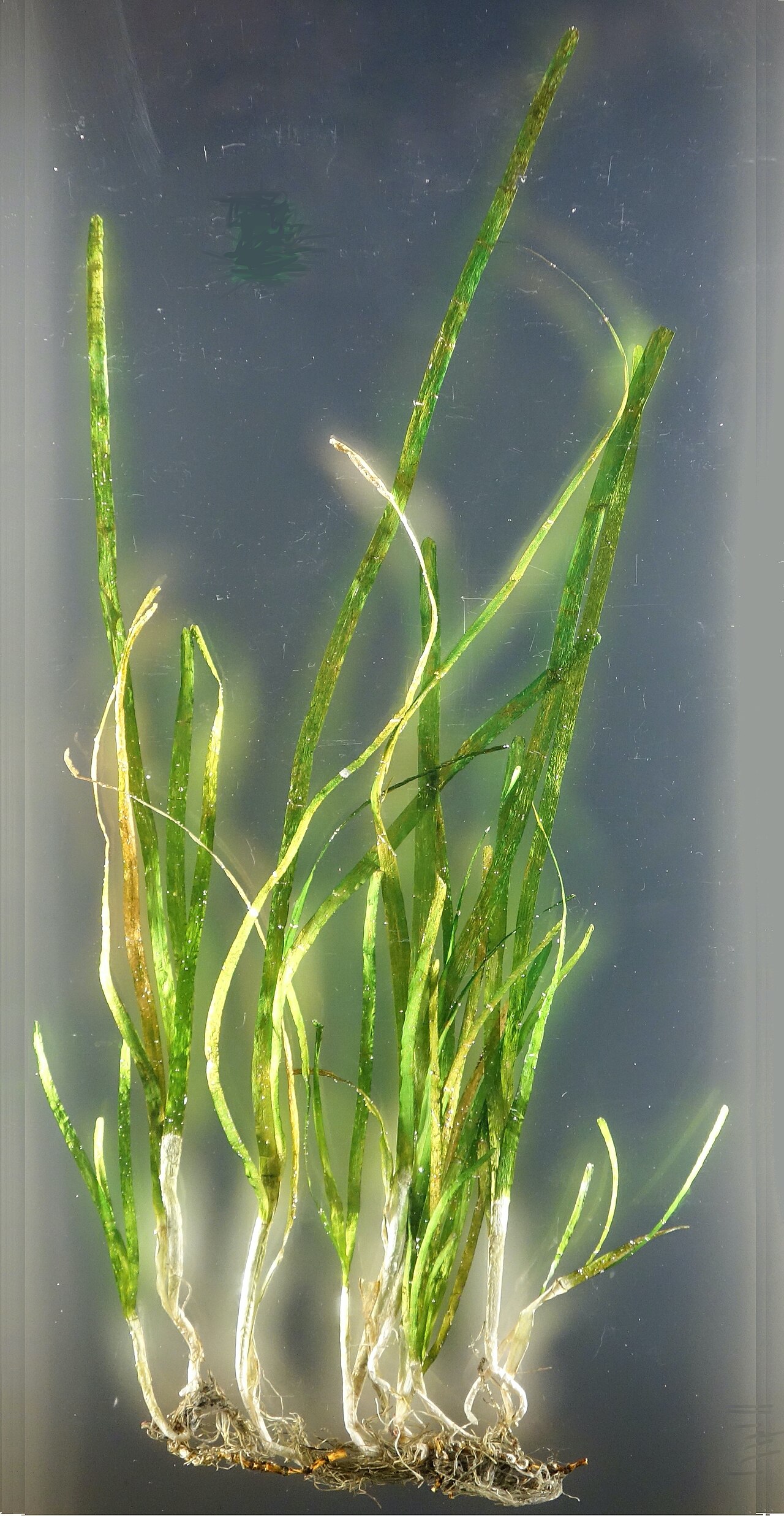 Zostera