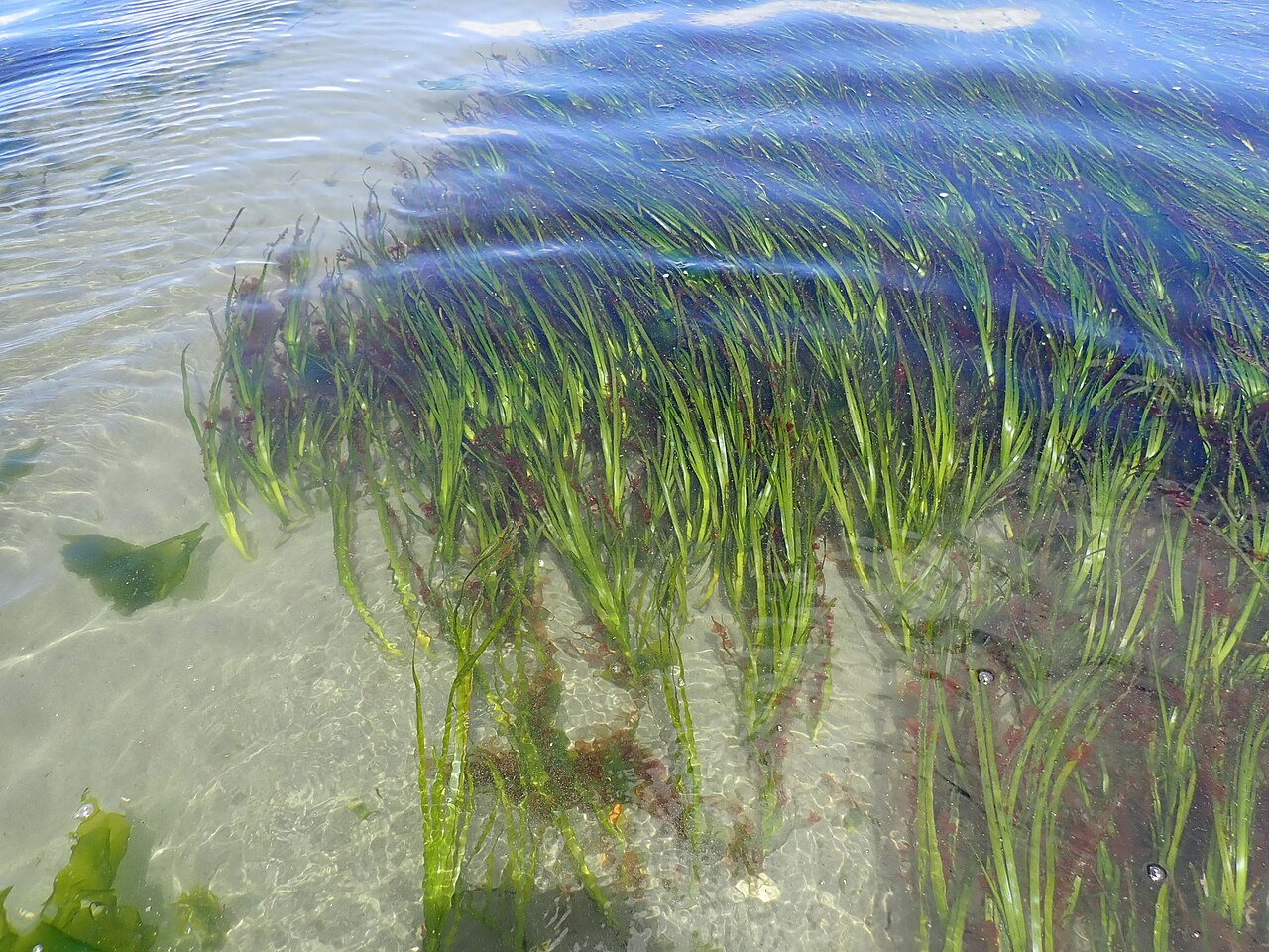 Zostera