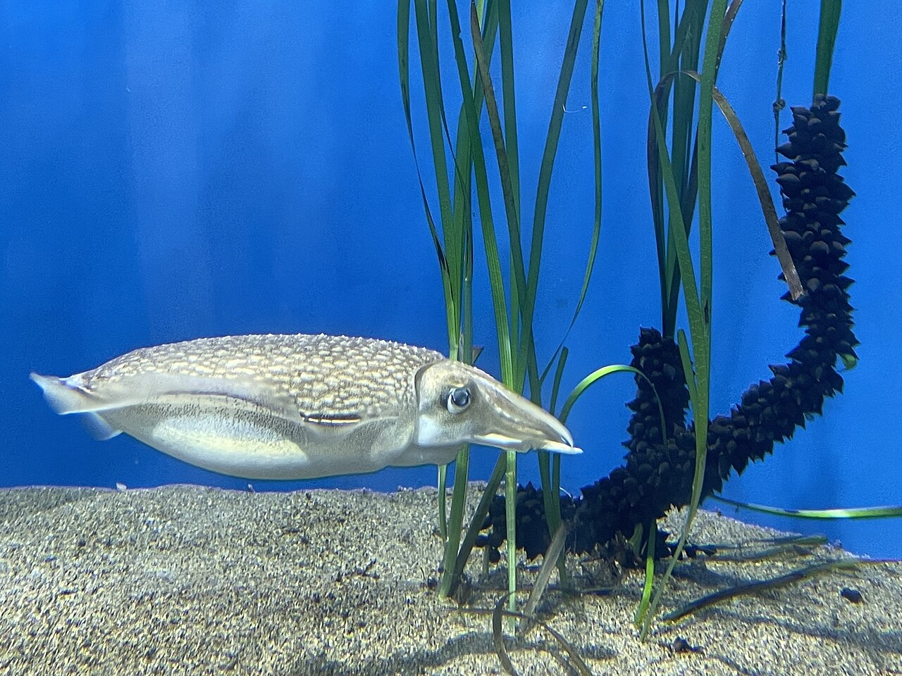 Zostera japonica