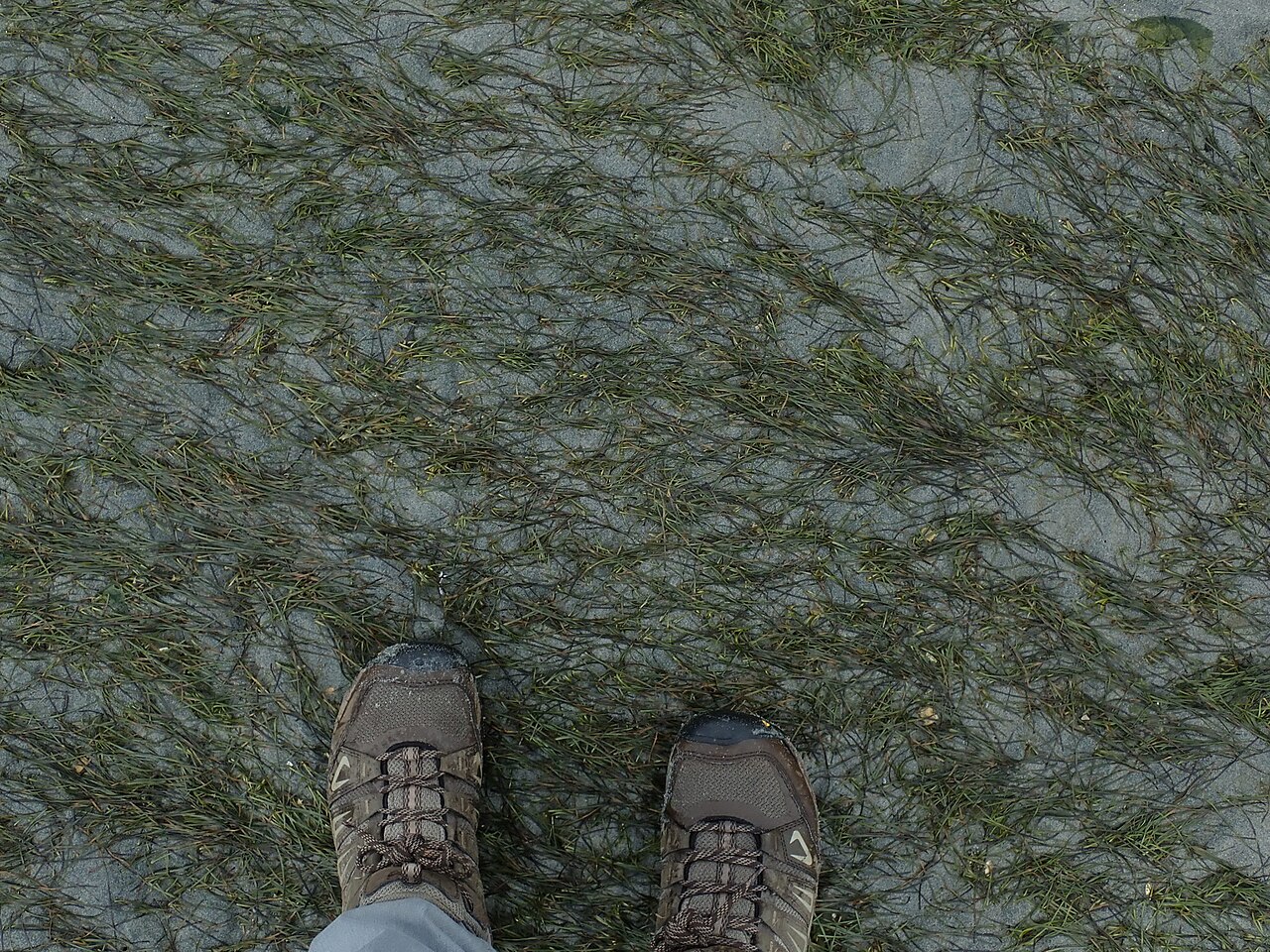 Zostera japonica