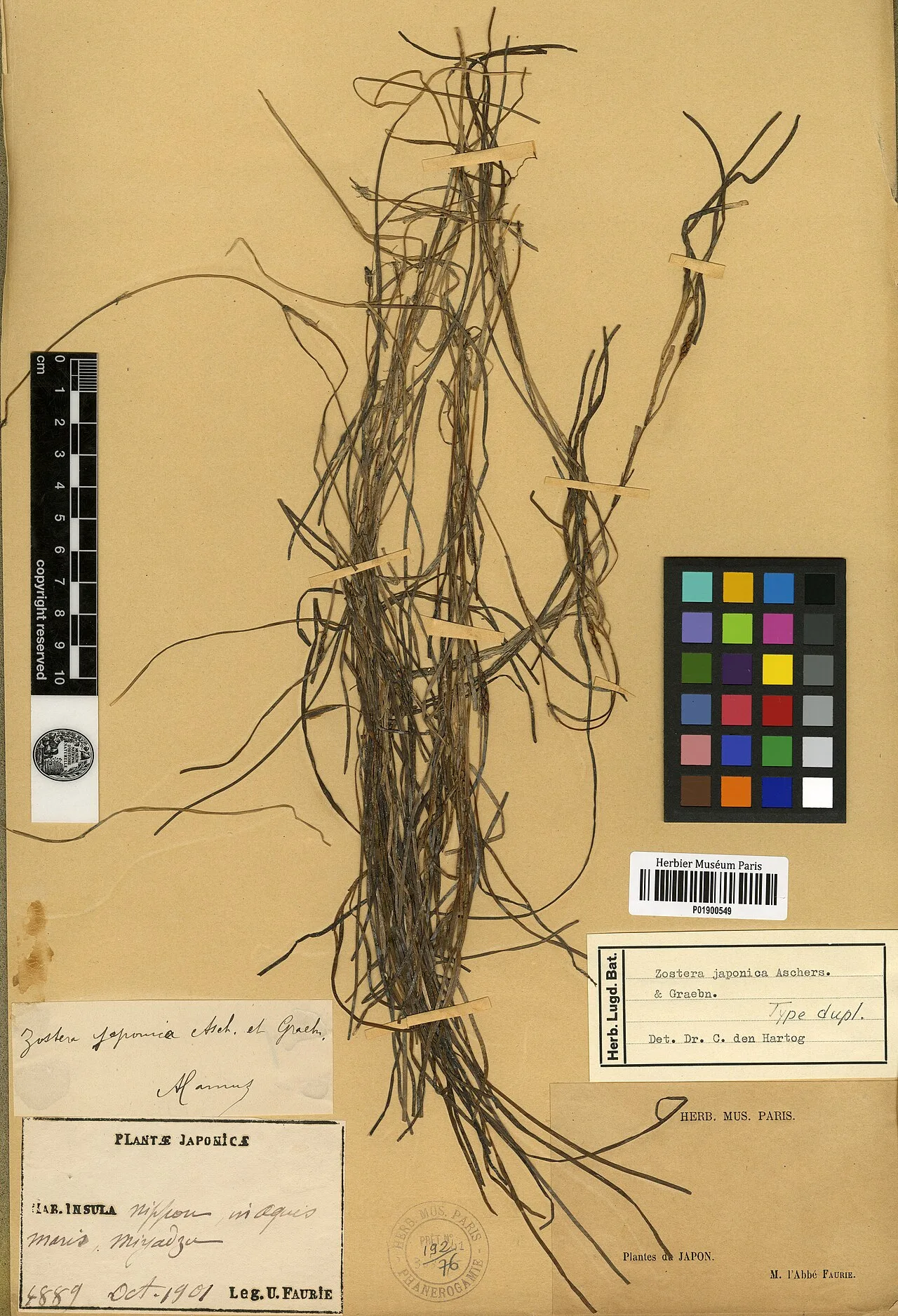 Zostera japonica